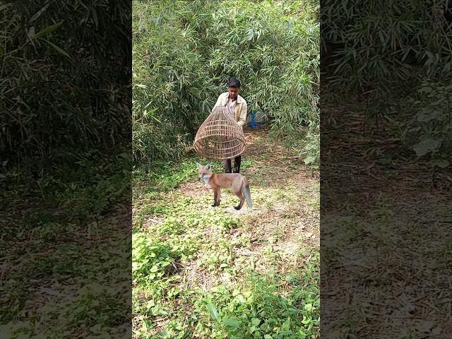 Jackal  catching part 174  real my village jungle VFX funny #youtubeshorts #shorts#animals #viral