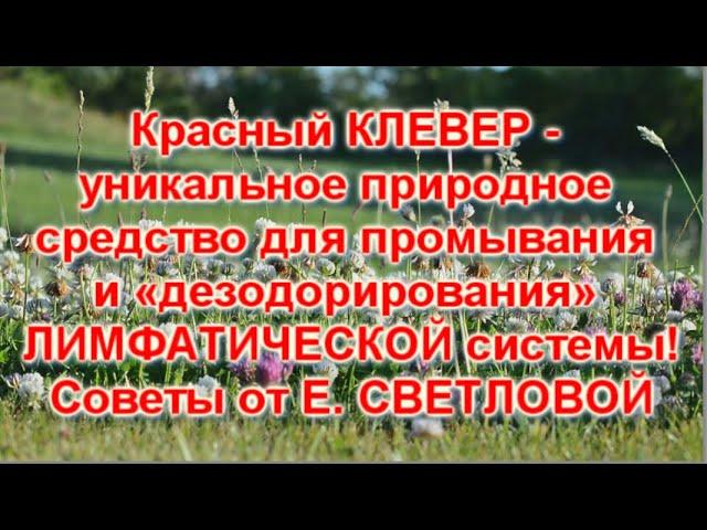 КЛЕВЕР - природное средство для промывания и «дезодорирования» ЛИМФАТИЧЕСКОЙ системы! от Е.Светловой