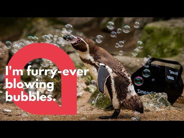 Zoo penguins cheered up with a BUBBLE machine | SWNS