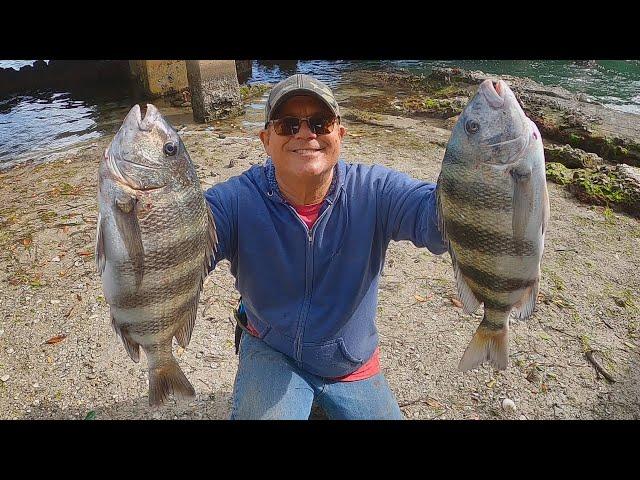 Small Bridges Hold Crazy Big Fish (Sheepshead Fishing Florida With Live Crabs For Bait)