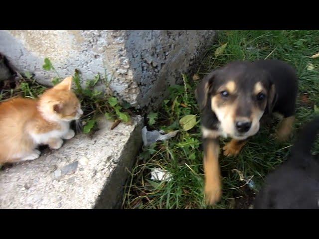 Three puppies adopt a kitten