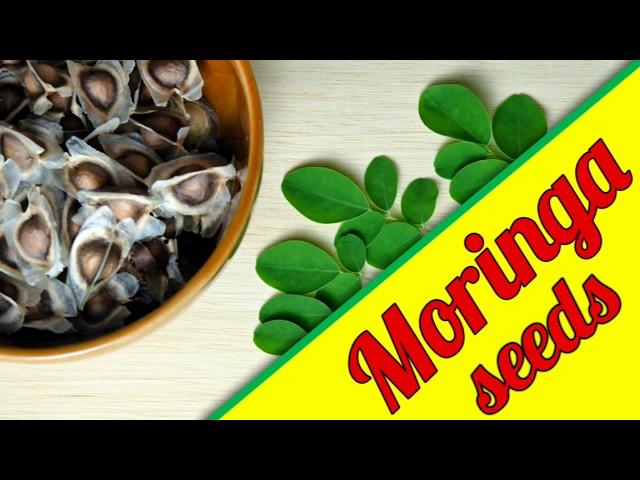 Moringa seeds benefits : Moringa seeds price