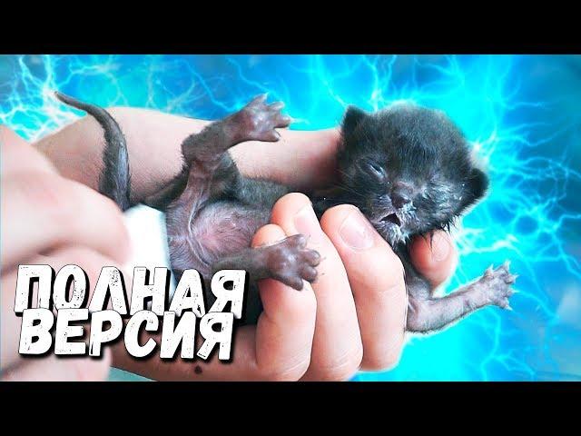 Rescue a newborn kitten. Full version / SANI vlog