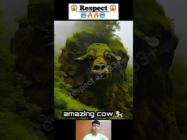 natural cow  Respect 