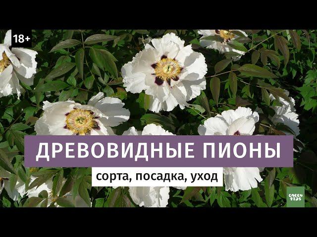 Древовидные пионы. Лучшие сорта.