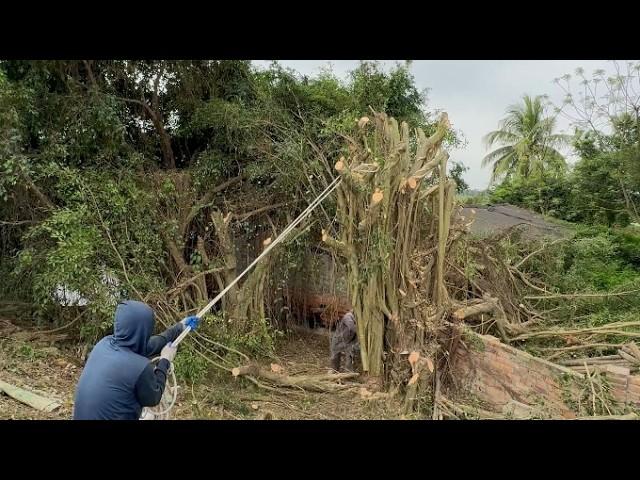 Cutting down large dangerous trees before typhoon yagi - Professional tree cutting techniques