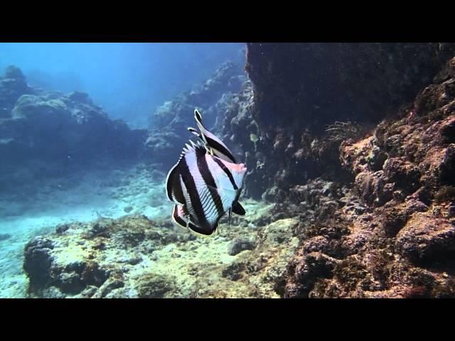 Butterflyfish Video