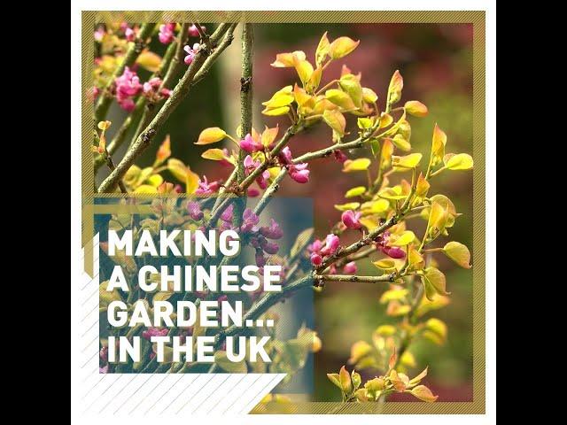 Making a Chinese garden...in the UK