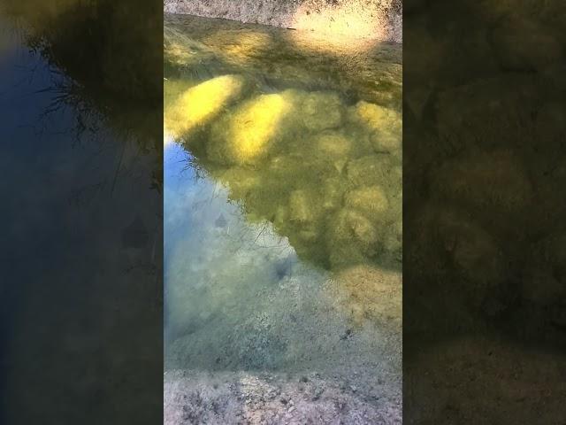 Pond Wildlife