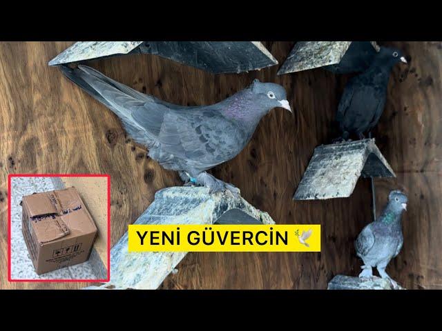 YENİ KUŞ GELDİ - HANGİ VİTAMİNİ KULLANIYORUM ? Taklacı Güvercin Oyunkuşu