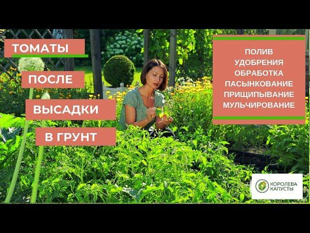 Уход за томатами: полив, удобрения, подкормки, мульчирование, пасынкование, прищипывание