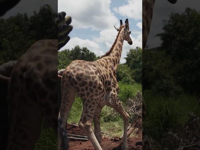 Giraffe Release