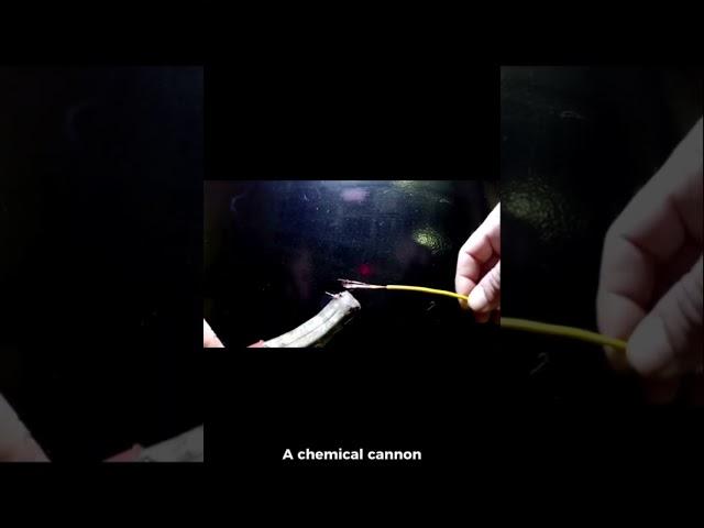 “This Animal Shoots Lasers From Its Butt”(Well… sort of) #animals #bugs #follow #like #subscribe