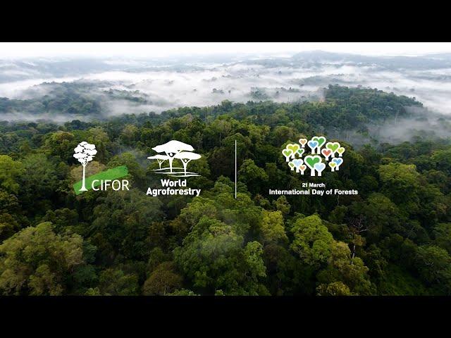 CIFOR-ICRAF Managing Director Robert Nasi's remarks on International Forests Day 2022