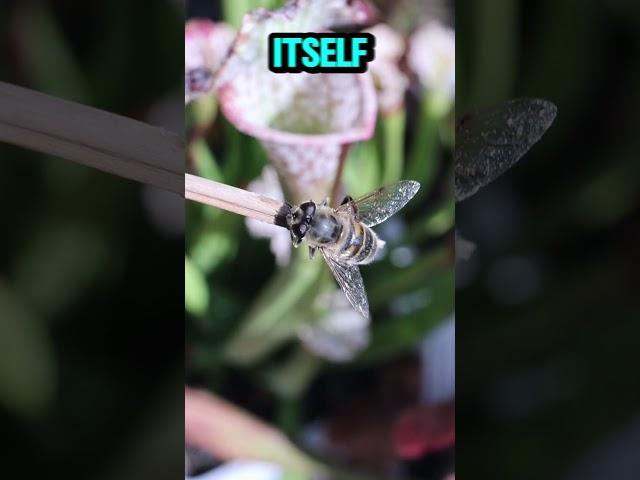 Saving A Honey Bee From Sarracenia Pitcher Plant