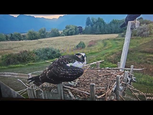 Explore Charlo Osprey cam the  C's riled up over something