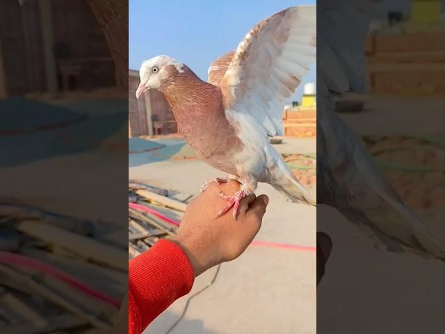 Hand tame pigeon ️️ #youtubeshorts #shorts #viral #viralvideo