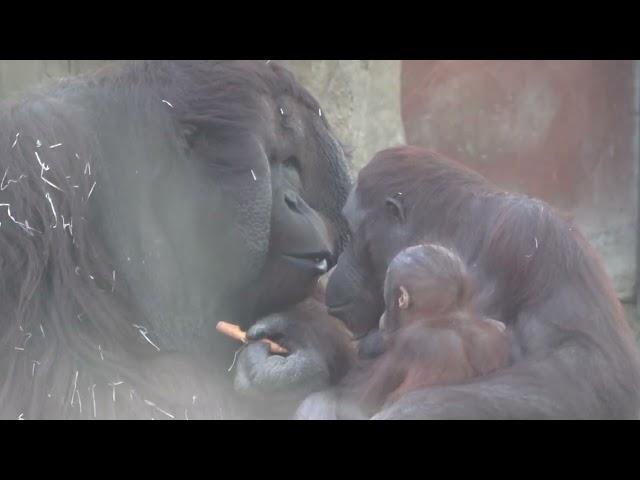 Familia Orangután