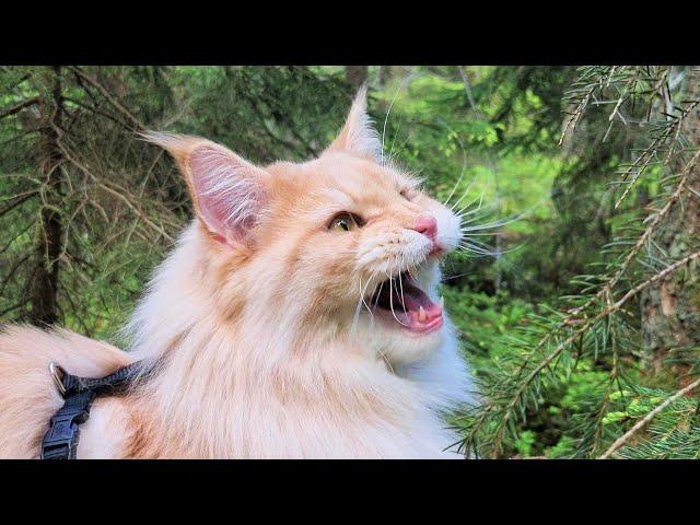 Maine Coon Cat Chirping at Bird!