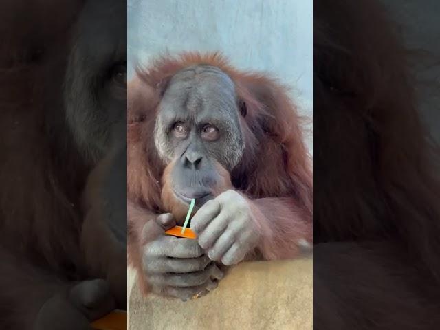 Intelligent ape unwraps a straw and drinks juice