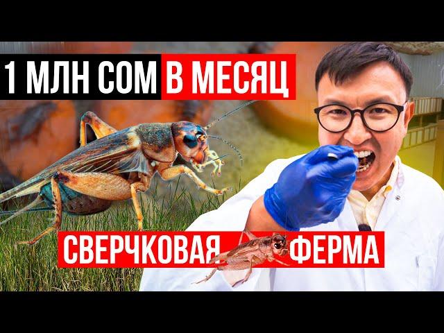 Мини БИЗНЕС на Дому с МИНИМАЛЬНЫМИ вложениями. Сверчковая ферма – обзор