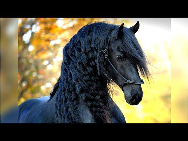 8 Most Beautiful Horses on Planet Earth