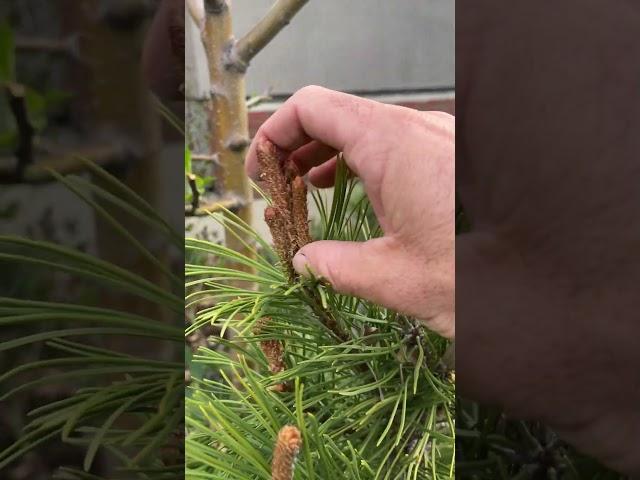 How to Candle a Mugo Pine Shrub #arboristtips