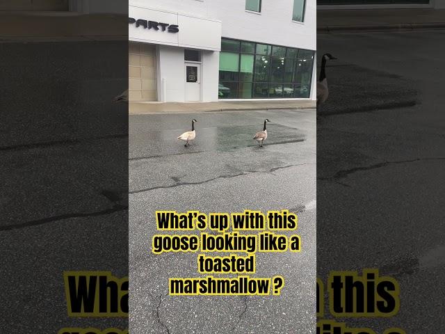 Talk to me Goose!