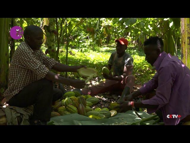 Ugandan cocoa farmers reap big from high prices