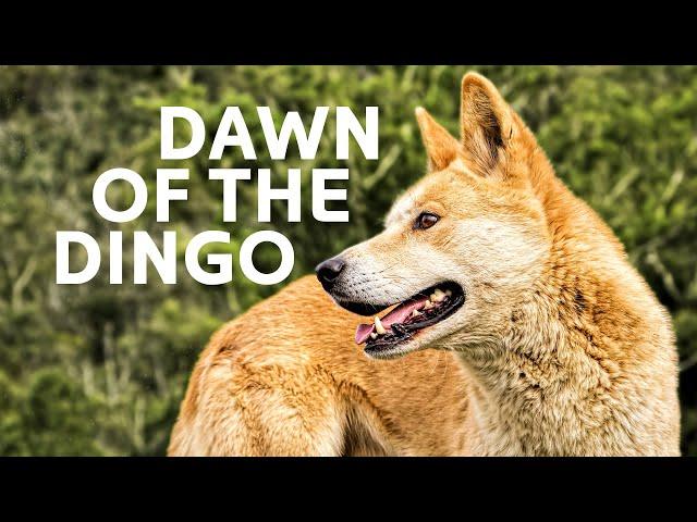 Dingoes: The Fierce Underdogs Of The Australian Wild!