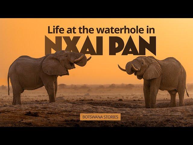 Waterhole Wildlife Watching in the Kalahari Desert: Nxai Pan, Botswana