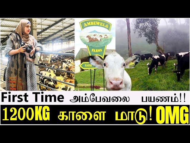 First Time அம்பேவலை  பயணம்!!  | 1200 KG காளை மாடு!  OMG