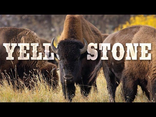 Yellowstone National Park in 8K 60P (FUHD)