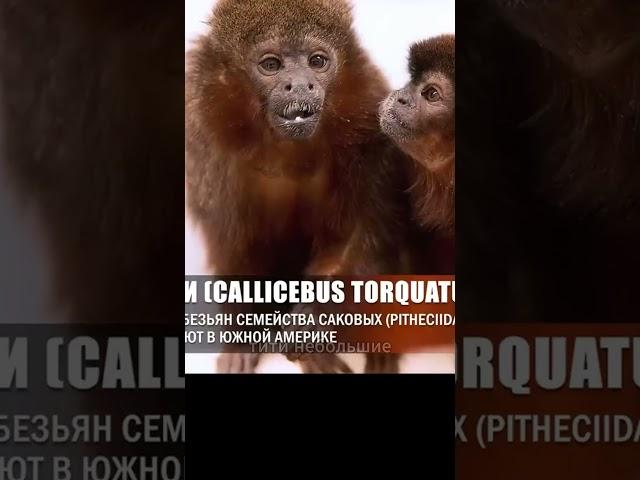 Одинокая смерть обезьян. Станислав Дробышевский \\ #наука #интервью #палеонтология #юмор