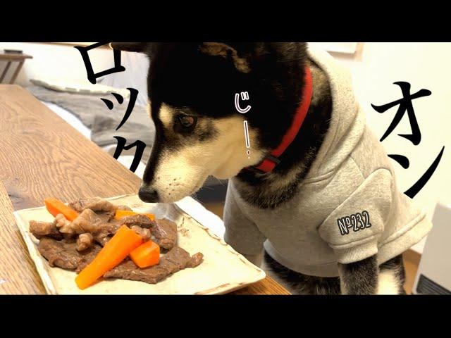 【祝13歳】愛犬の誕生日にステーキを焼いてあげたら面白過ぎたｗ【黒柴】（№232）