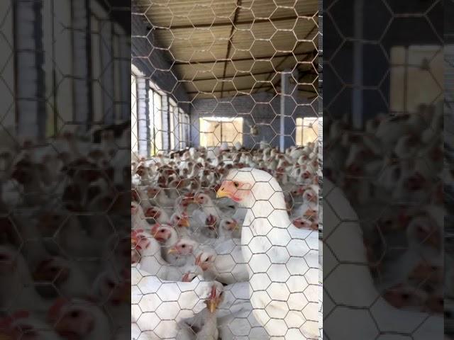 Noisy Chickens in a Poultry farm