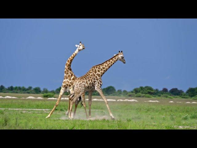 Giraffe Battle! | Chobe4x4 Self-drive Adventures | Self Drive 4x4 Vehicle Rental (Safari)