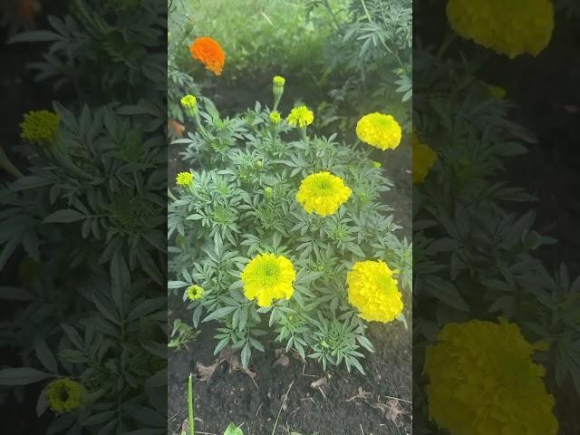 #my marigold collection#beautiful #zone3garden#flowers#home  #shorts