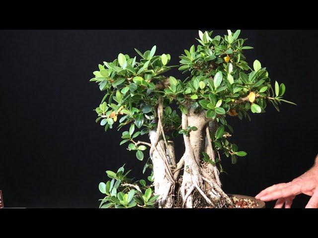 When should you defoliate a ficus bonsai tree? Ficus Microcarpa Banyan Style