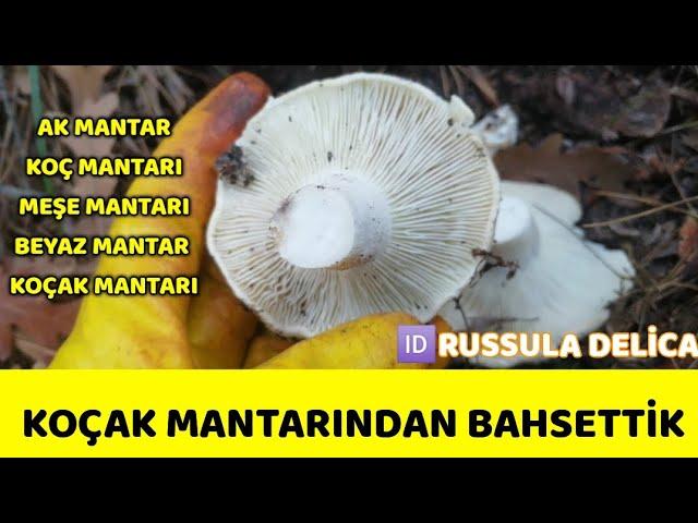 Koçak mantarı ile karşılaştık. Koç mantarı, meşe mantarı, Ak mantar, Beyaz mantar, (Russula delica)