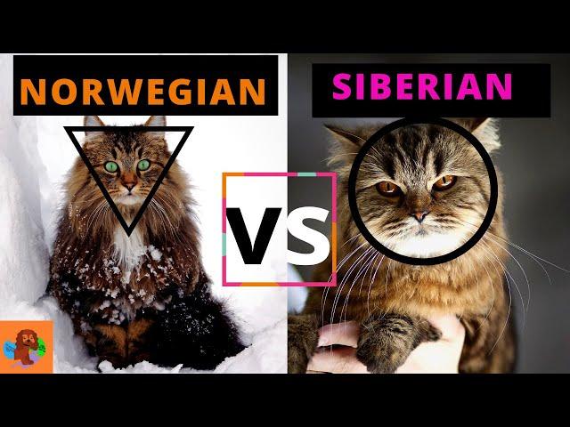 SIBERIAN CAT VS NORWEGIAN FOREST CAT (Breed Comparison) What is different about them?