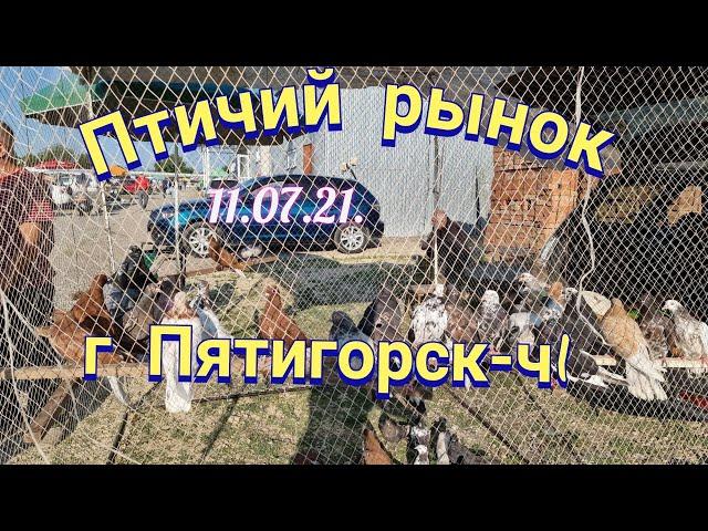 Pigeons-Bird market, Pyatigorsk-ch1