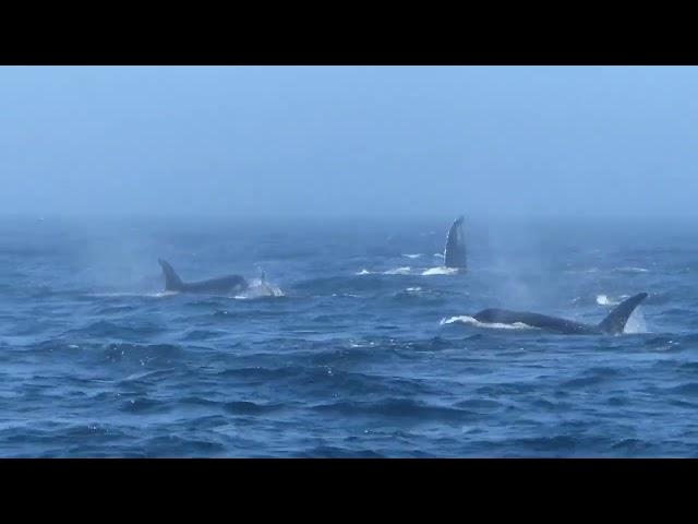 Bigg's orcas and humpback whale Hydra - Gary Neumann, Prince of Whales