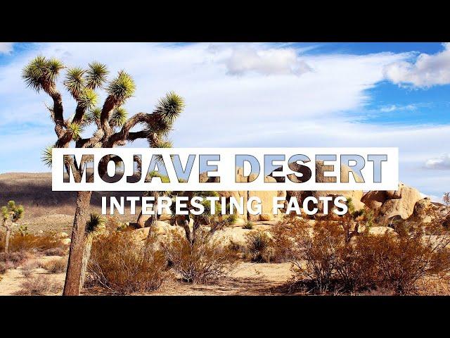 13 Fun Facts About The Mojave Desert