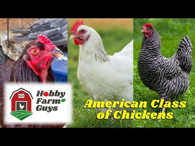 Classes of Chicken: The American Class