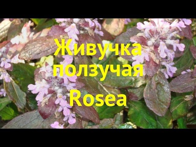 Живучка ползучая Розеа. Краткий обзор, описание характеристик ajuga reptans rosea Rosea