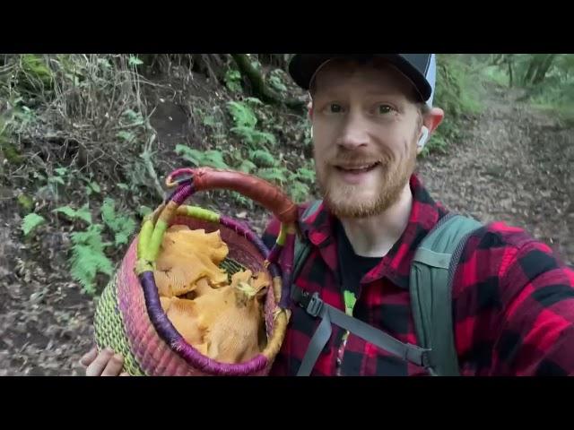 Foraging and Cooking MASSIVE Golden California Chanterelles (Cantharellus californicus) in Sonoma