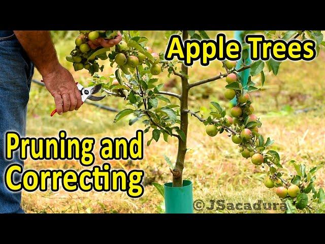 Pruning Apple Trees | Correcting and Training Young Apple Trees | Voice over version