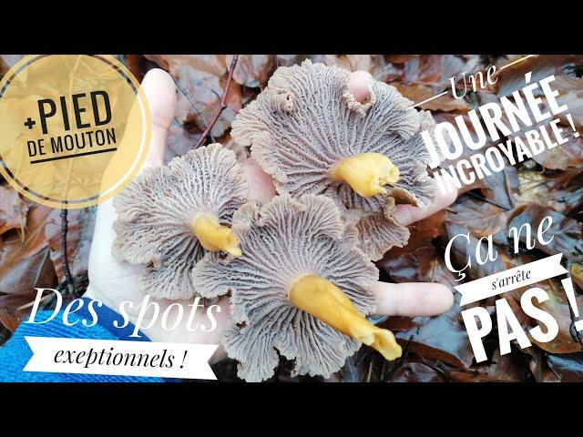 RECORD :toujours des chanterelles MONSTRES ! +pied de moutons #champignons #mushroom #chanterelles