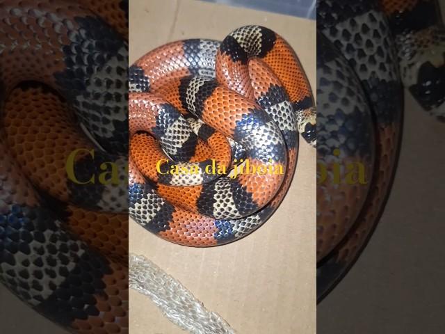 Milk Snake #animaisdeestimação #snake #animaisnascidades #snakecobra #animaissilvestres #animais